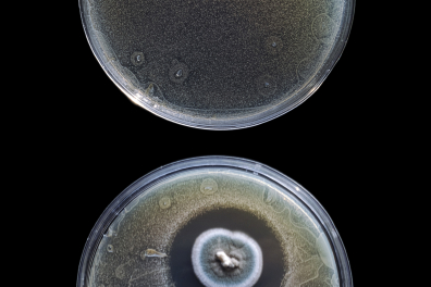 Expérience de Fleming avec culture témoin (non contaminée)